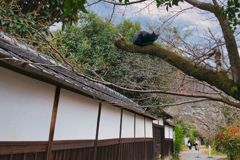 黒猫のひとやすみ