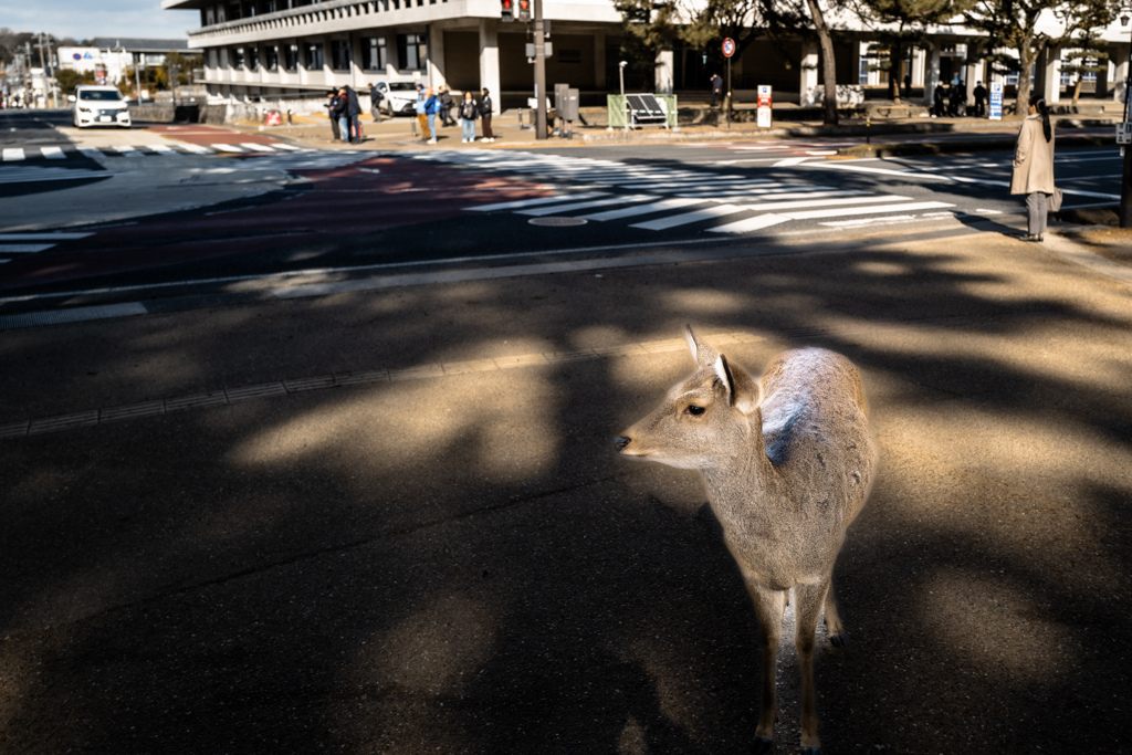街角のシカさん 信号待ち中？