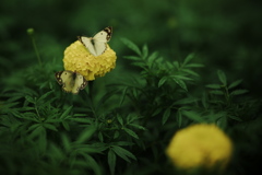 黄色とYellow
