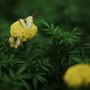 黄色とYellow