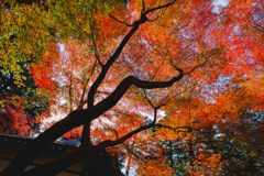 ずっと上を向いて歩いてた