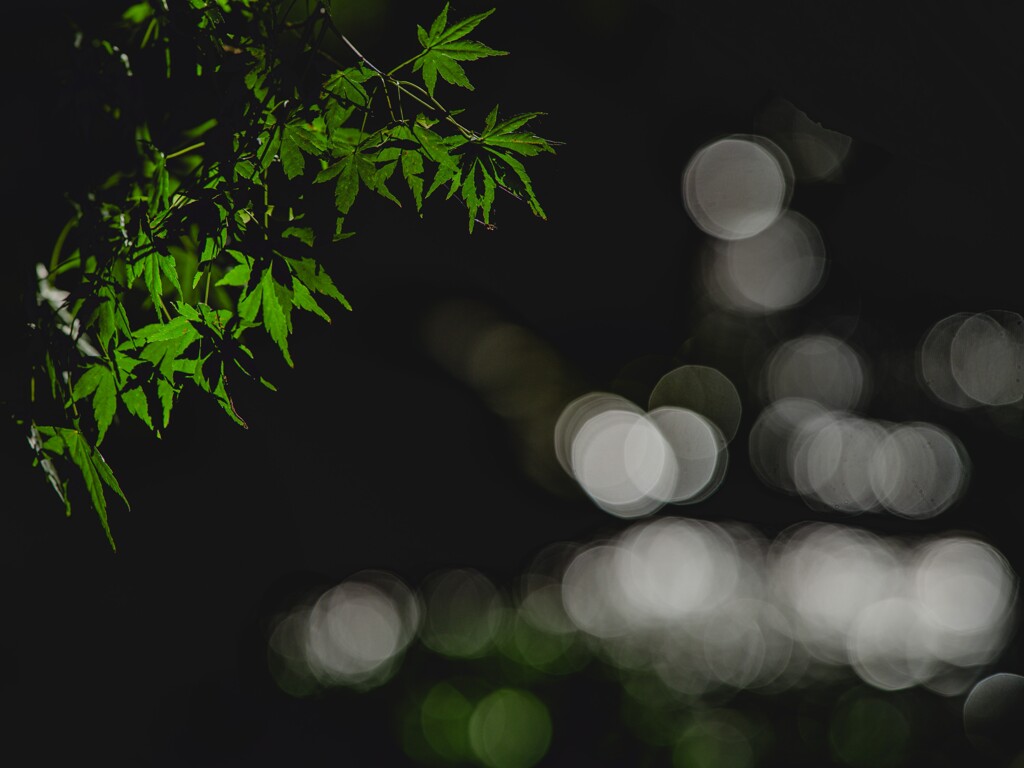 青紅葉
