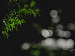 青紅葉