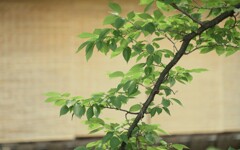涼