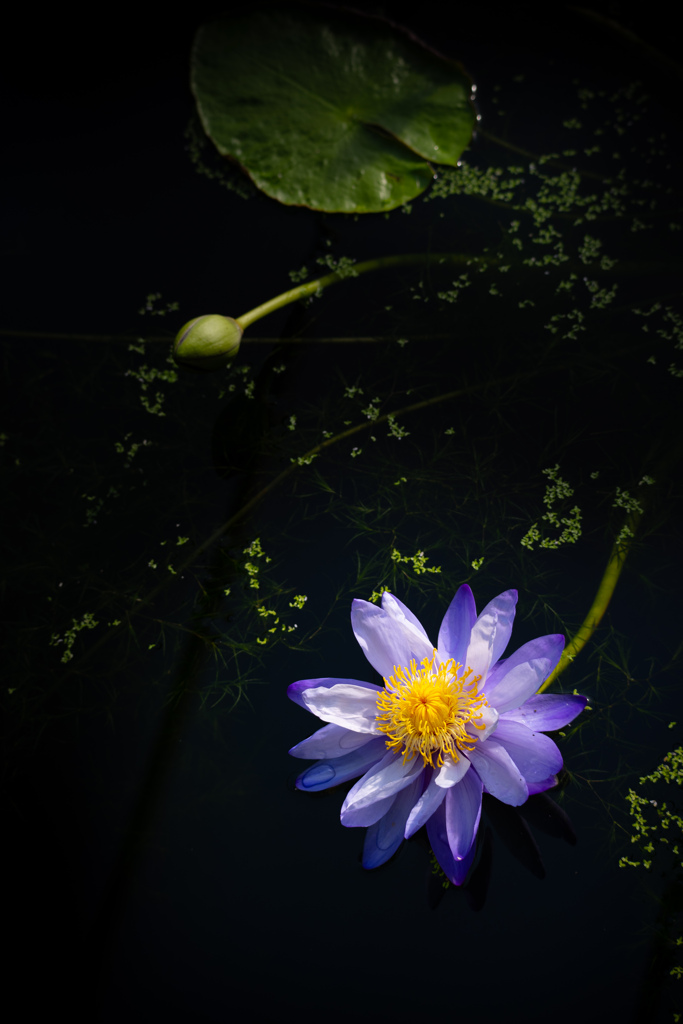 ニンファエア・ギガンテア