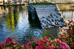 亀さんたちの休息