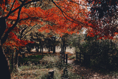 紅葉の小径