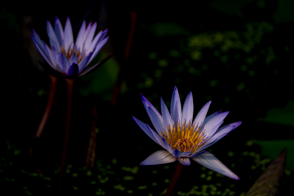 ヨック・サイアム