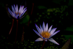 ヨック・サイアム