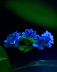 早朝の光を纏う