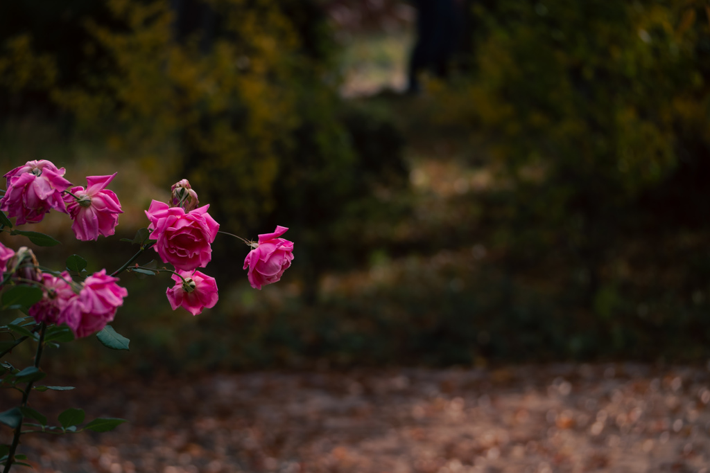 薔薇の視線