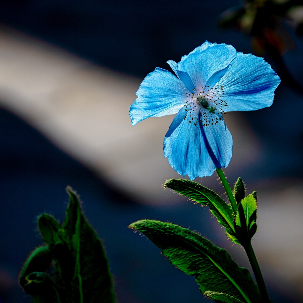 幻の青いケシ
