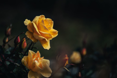 黄色い薔薇に寄せて