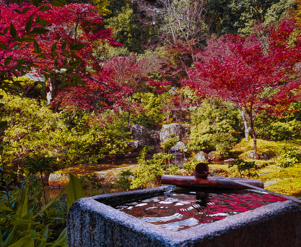 手水鉢に映る紅