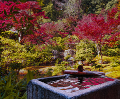 手水鉢に映る紅