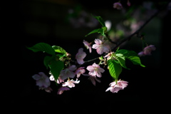 陽光に輝く