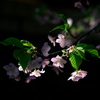 陽光に輝く
