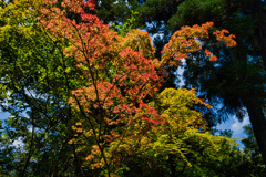 真夏の紅葉