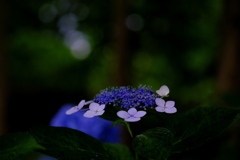 木蔭の下で
