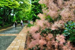 スモークツリーの陰から