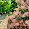 スモークツリーの陰から