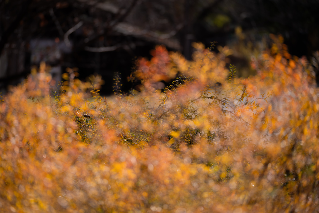 黄金のささやき