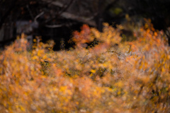 黄金のささやき