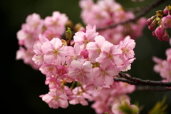河津桜１