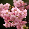 河津桜１