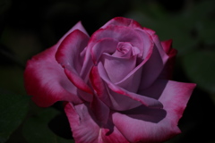 路傍の薔薇