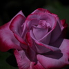 路傍の薔薇