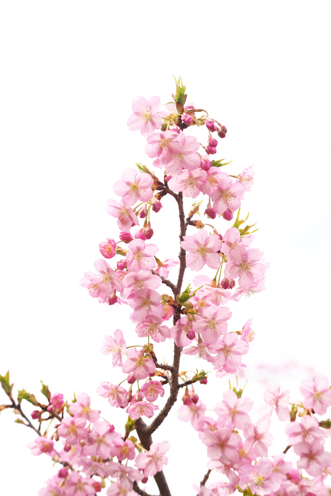 河津桜２