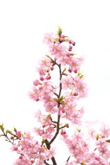 河津桜２