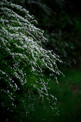雪柳