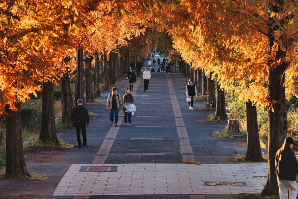 メタセコイアトンネル