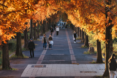 メタセコイアトンネル