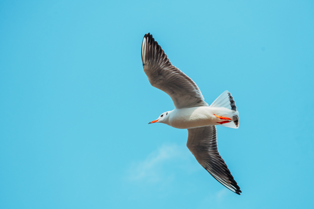 そよ風とカモメ