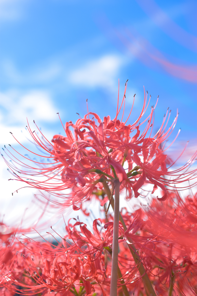 彼岸花