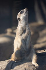 見上げ〜てご〜らん〜