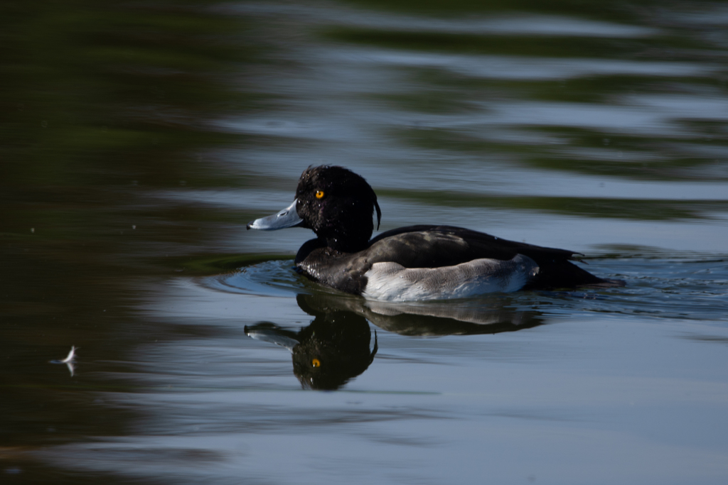 キンクロハジロ