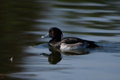 キンクロハジロ