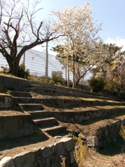 廃校に咲く桜