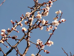 梅