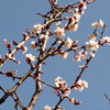 梅