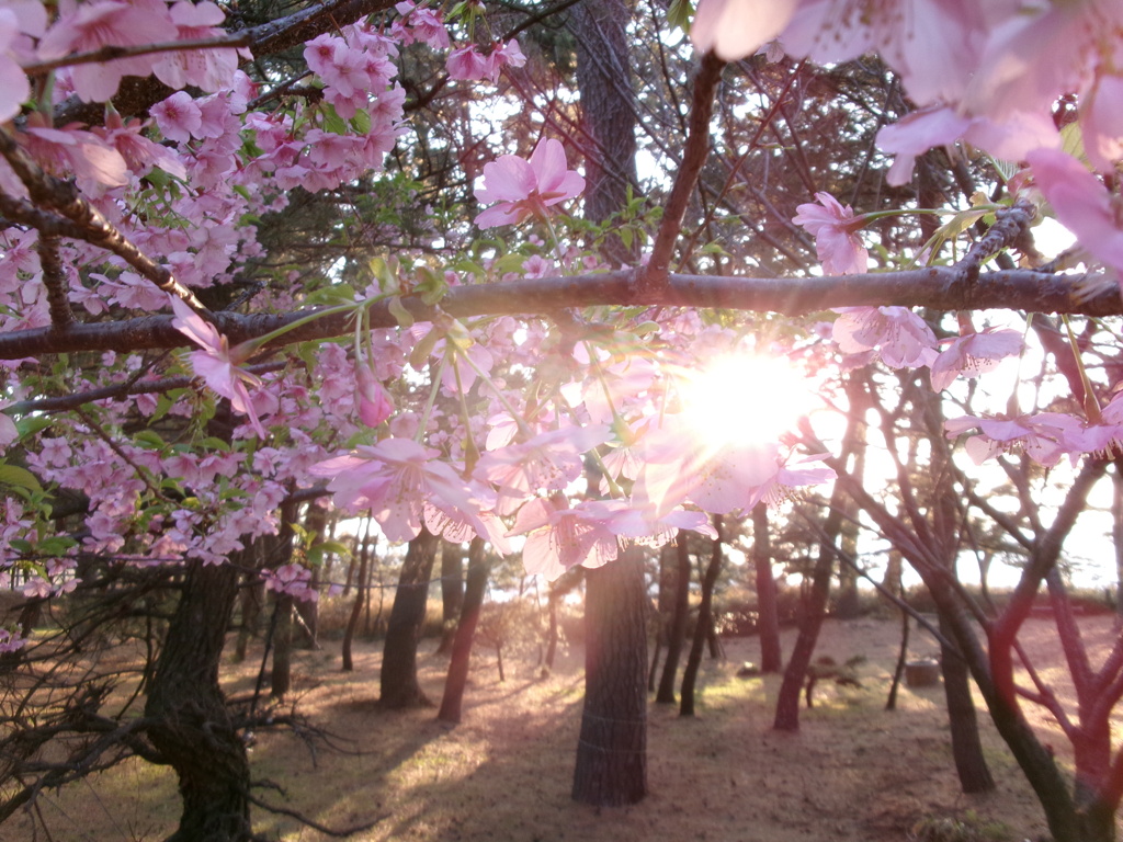 夕暮れ時の桜