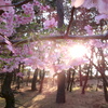 夕暮れ時の桜