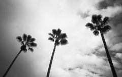 Palm Trees @ Yokohama