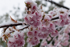 春雪ー河津桜ー