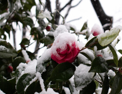 春雪ー椿ー
