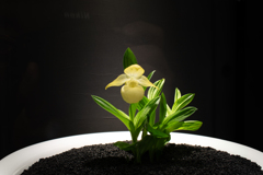 世界らん展2025ー花と緑の祭典ー